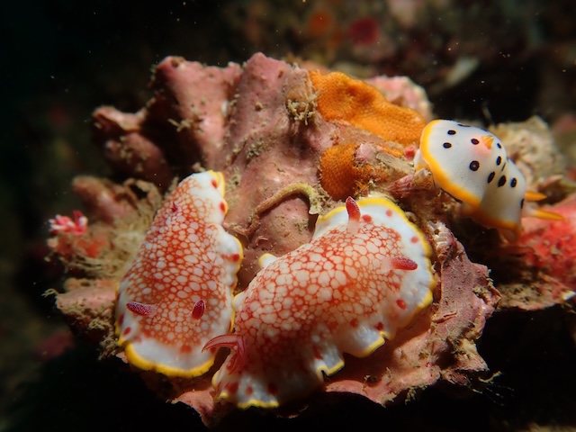 佐賀唐津サラサウミウシダイビング