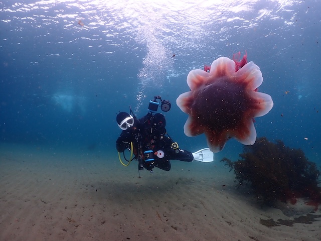 キタユウレイクラゲ