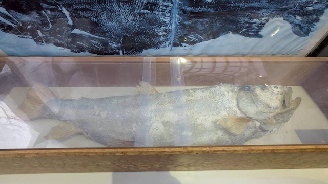 イトウ サーモン科学館