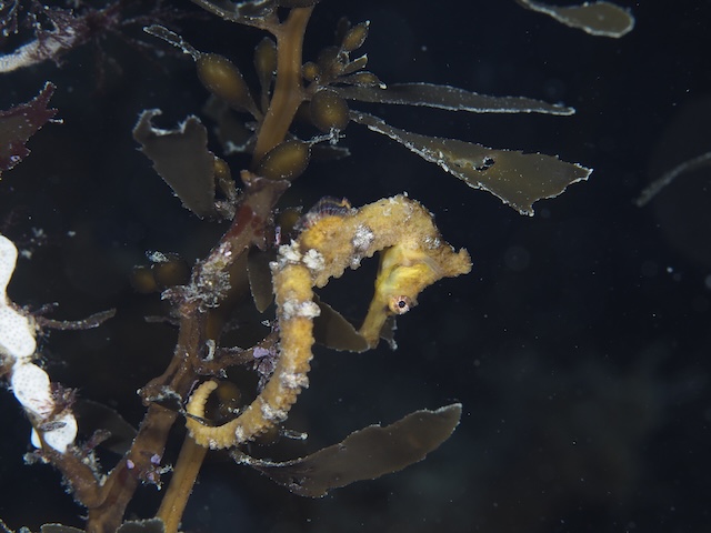 玄界灘 志賀島 タツノオトシゴ