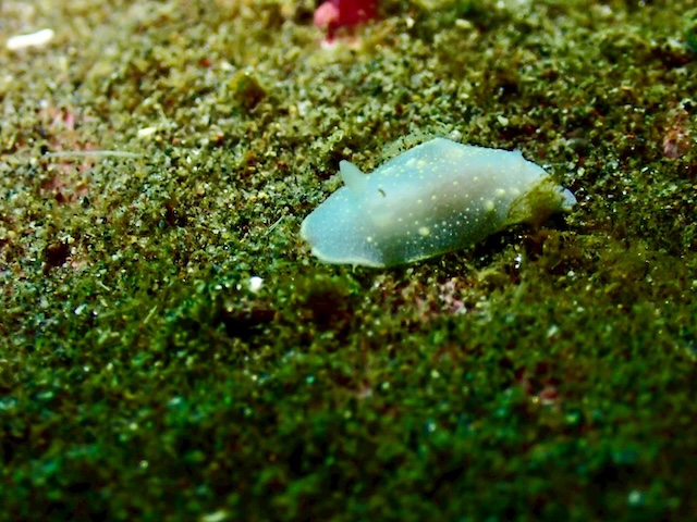 カドリナウミウシ