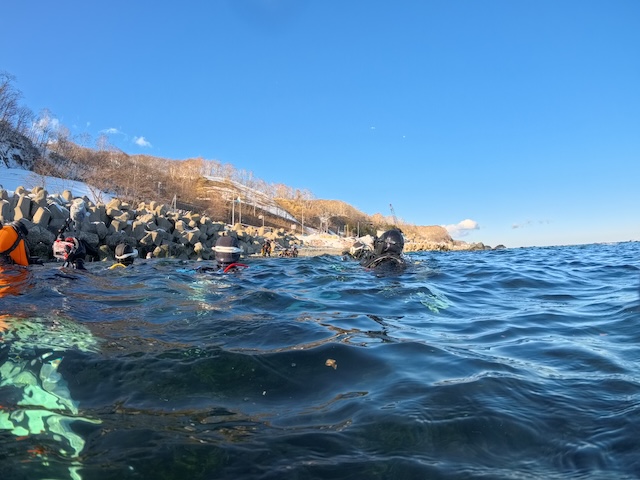 羅臼ダイビング