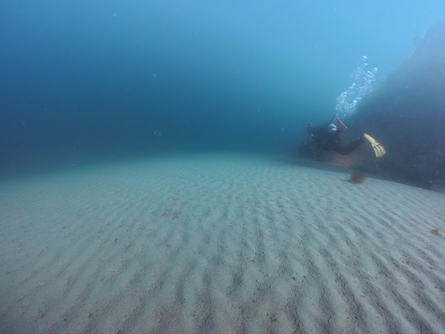 羅臼ダイビング