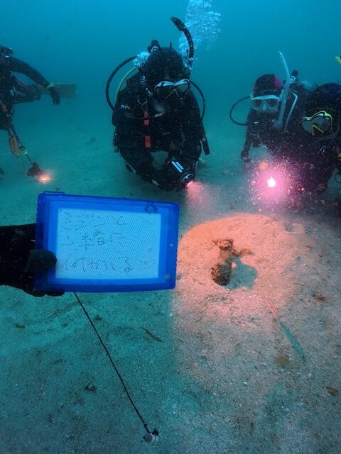 唐津ダイビングミジンベニハゼ