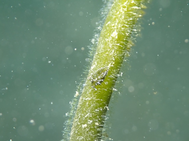志賀島ミドリアマモウミウシ