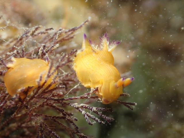 玄界灘コミドリリュウグウウミウシ