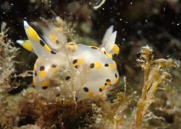 玄界灘ミズタマウミウシ