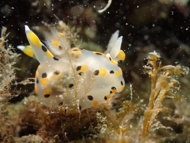 玄界灘ミズタマウミウシ