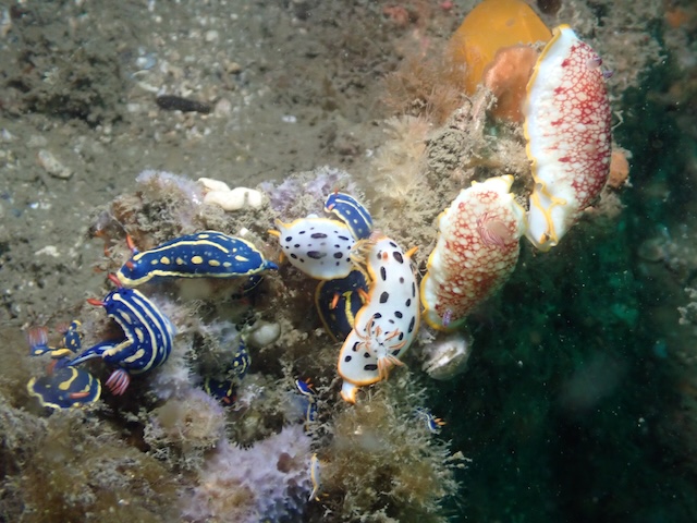 唐津ダイビングアオウミウシシロウミウシ