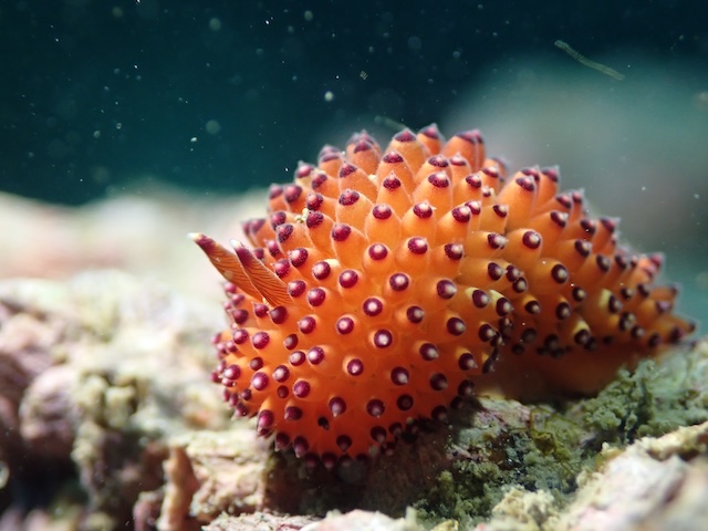 唐津鎮西トゲトゲウミウシ