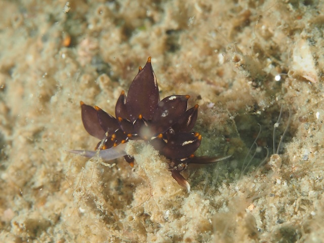 唐津ダイビングノトアリモウミウシ