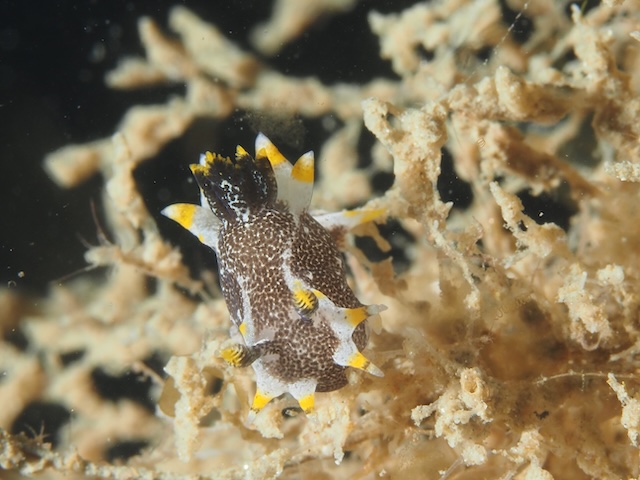 唐津クロコソデウミウシ