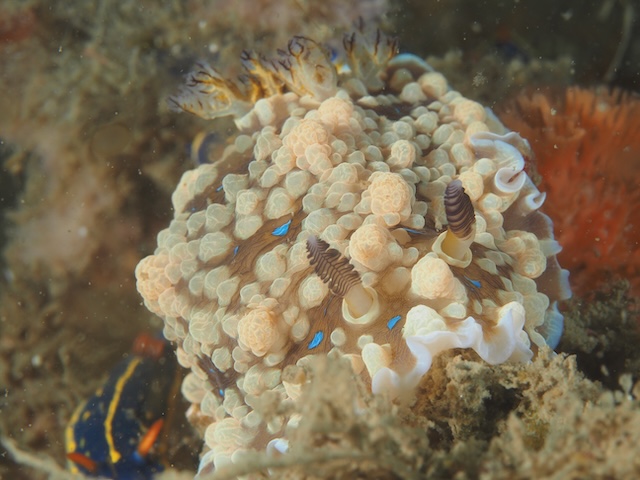 唐津ダイビングミヤコウミウシ