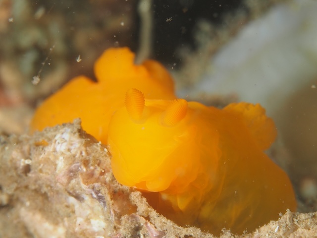 玄界灘キヌハダウミウシ