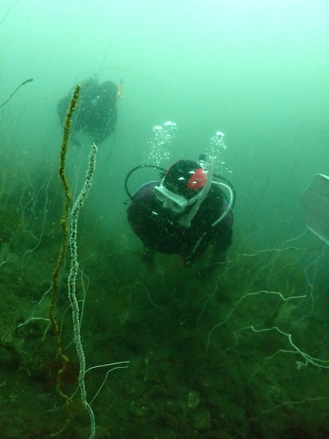 ナイトロックス深場ダイビング辰ノ口