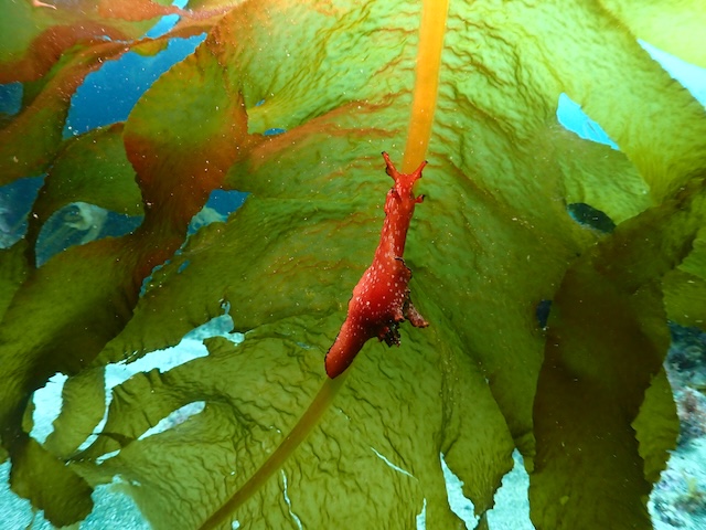 クロヘリアメフラシ