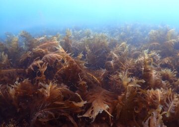 ワカメ志賀島白瀬