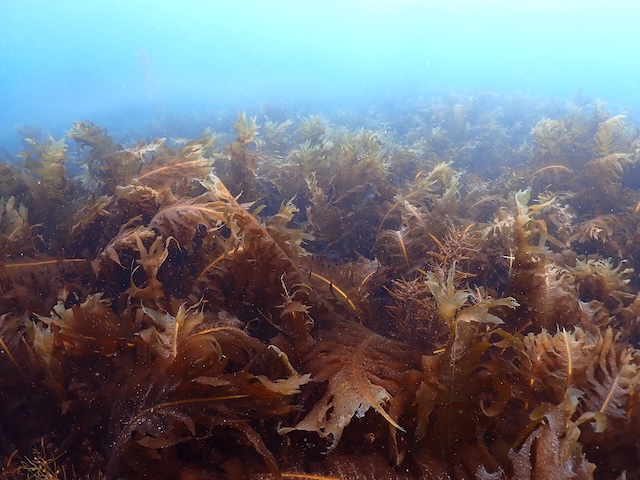 ワカメ志賀島白瀬