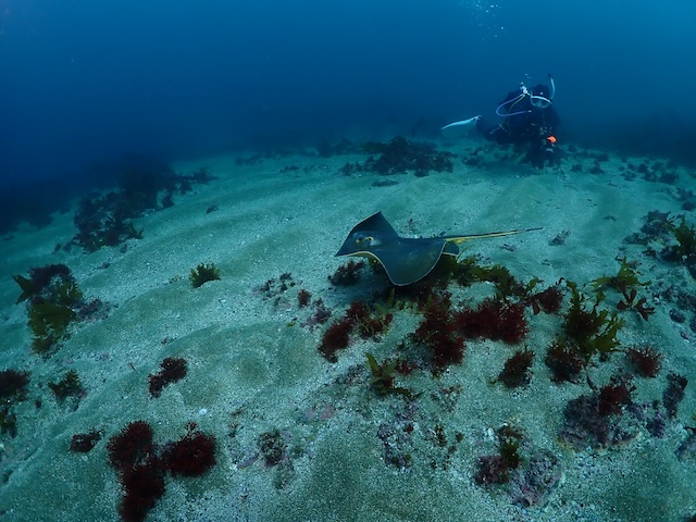 アカエイ志賀島