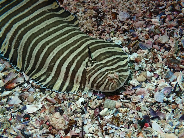 シマウシノシタ