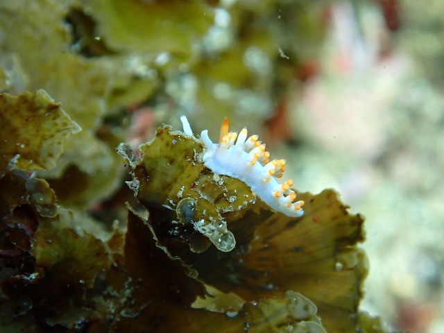 サキシマミノウミウシ