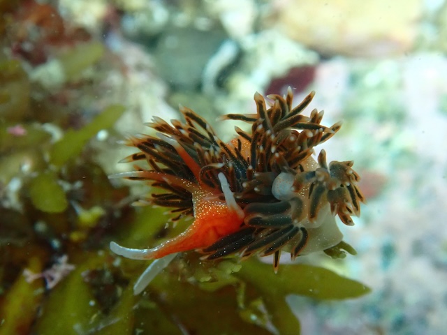 アカエラミノウミウシ