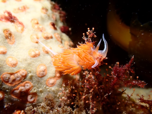 アカエラミノウミウシ