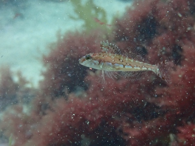 アサヒアナハゼ