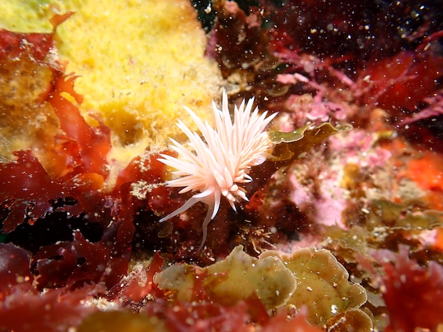 サクラミノウミウシ