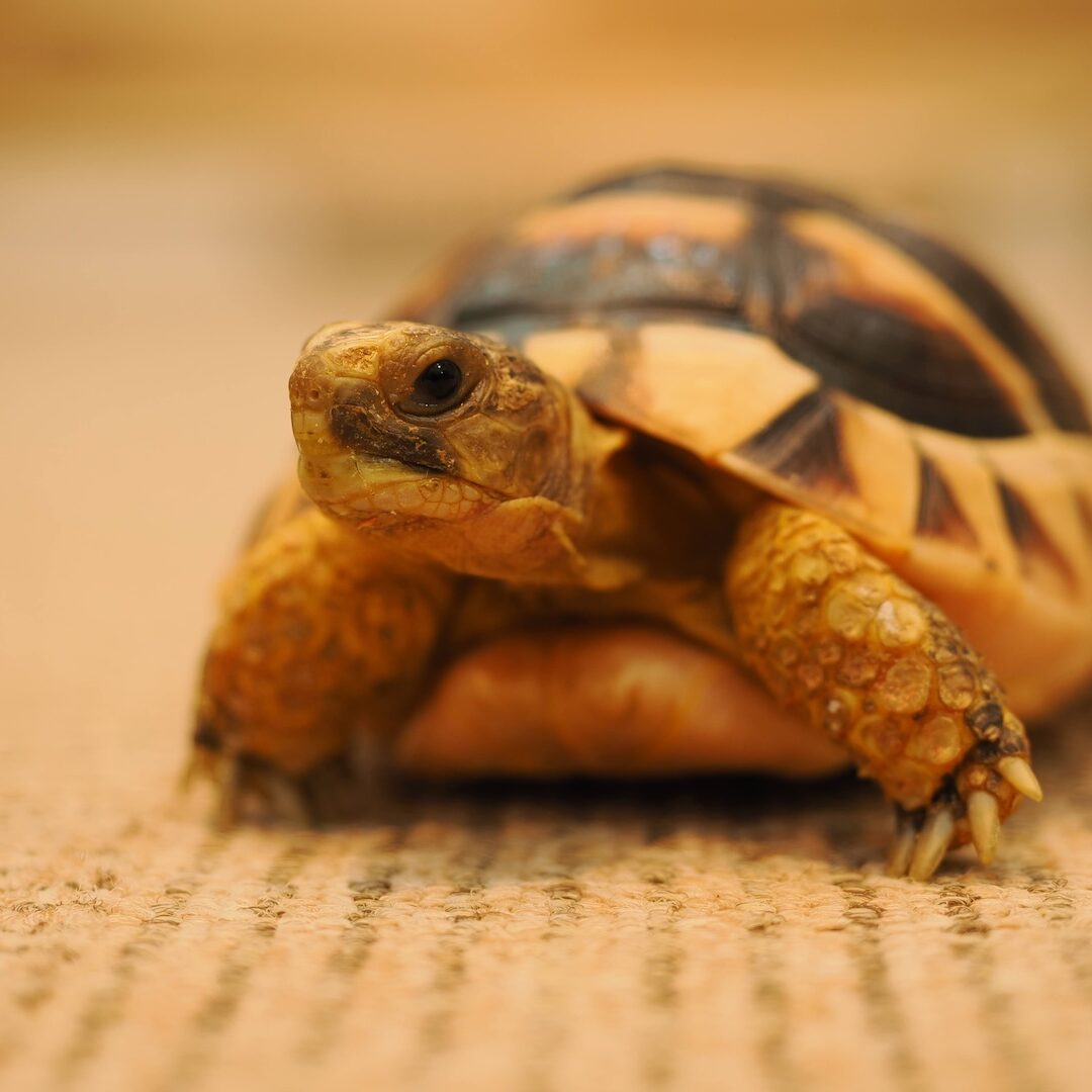 フチゾリリクガメ