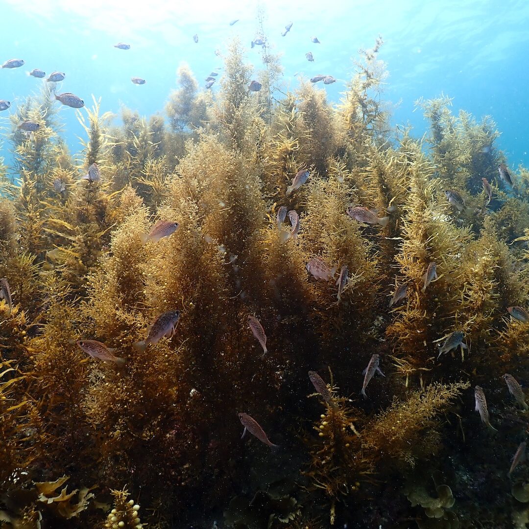 玄界灘の海藻と魚の群れ