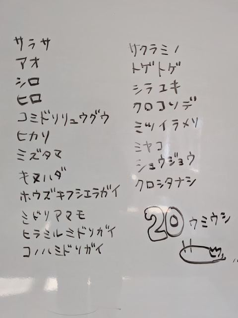 玄界灘ウミウシの数