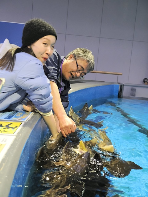 チョウザメぱくぱく
