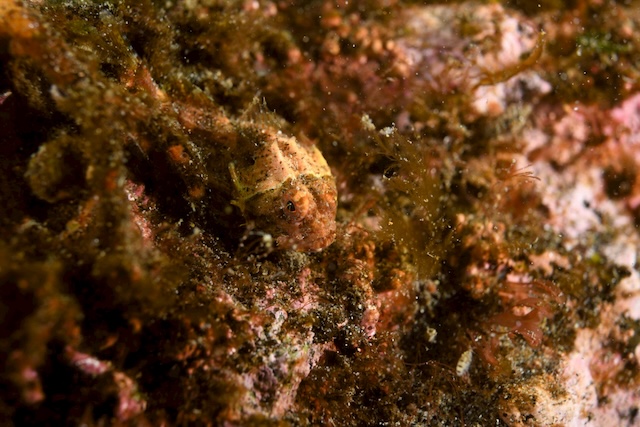 アカオニカジカ