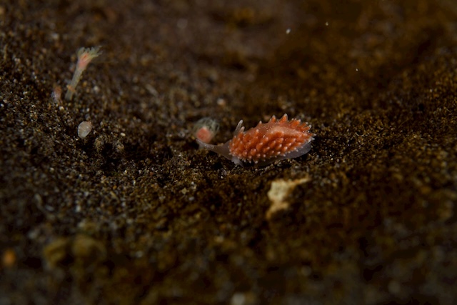 ホッカイミノウミウシ