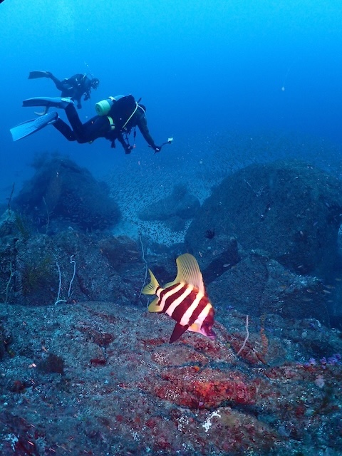 唐津　ダイビング　テングダイ