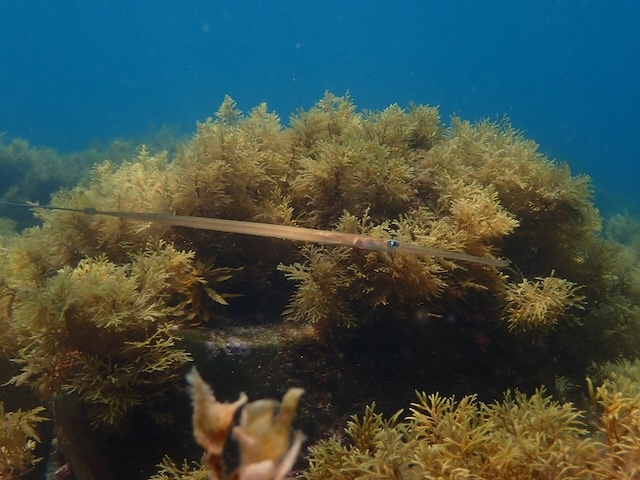 唐津　ダイビング　アオヤガラ