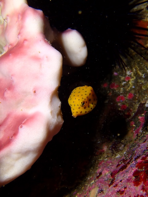 ミナミハコフグの幼魚志賀島