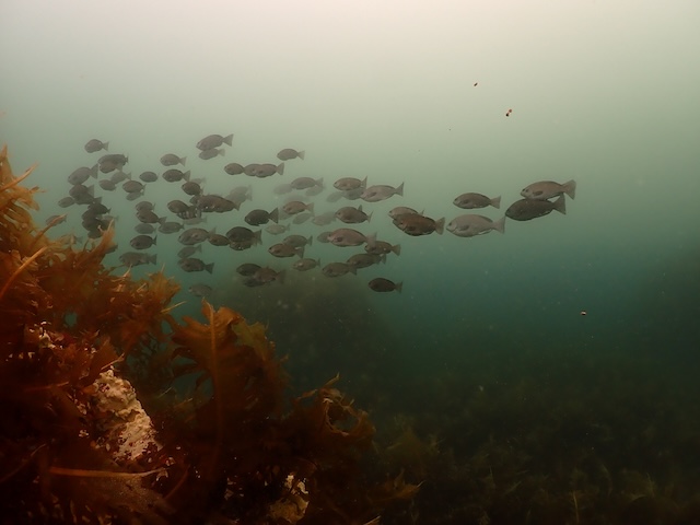 辰ノ口　ダイビング　クチブト クロ