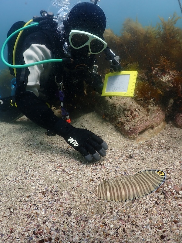 シマウシノシタ