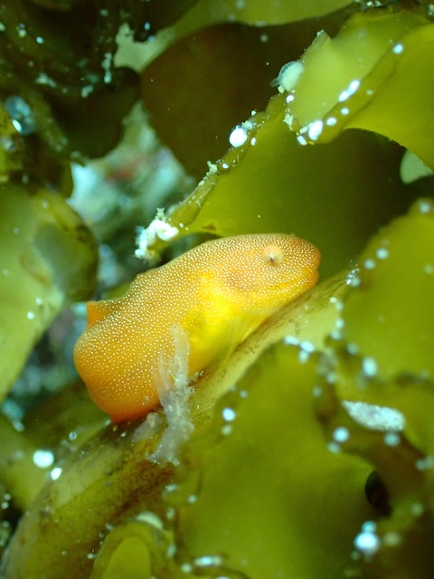 スナビクニン玄界灘