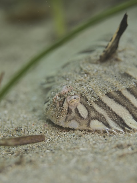 シマウノシノタ志賀島