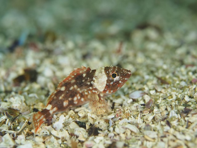 志賀島イソカサゴ