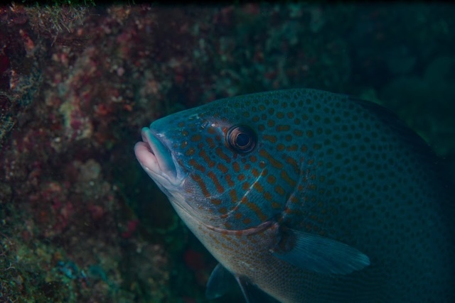 コロダイ志賀島