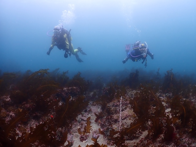 志賀島白瀬ダイビング