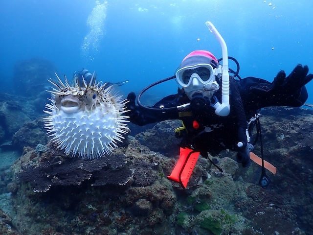 ハリセンボン　唐津　