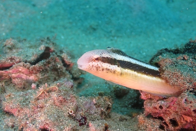 唐津　ダイビング　ニジギンポ