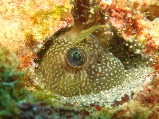 イソギンポ　唐津　ダイビング