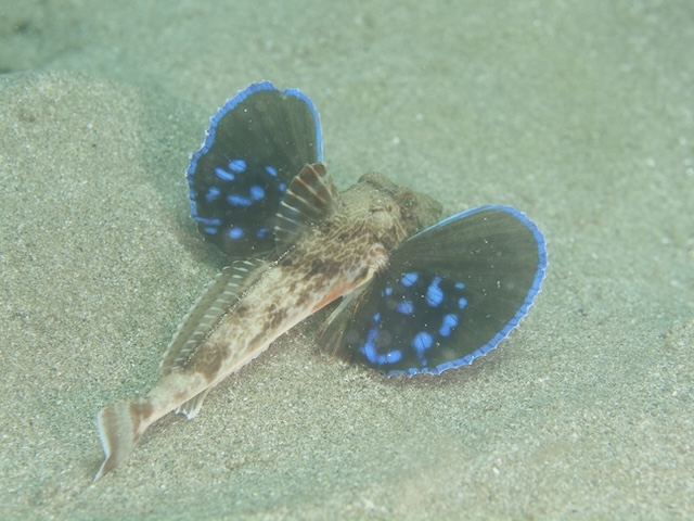 唐津　ダイビング　ほうぼう