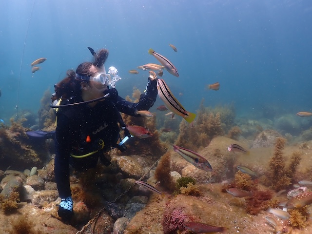 志賀島キュウセン